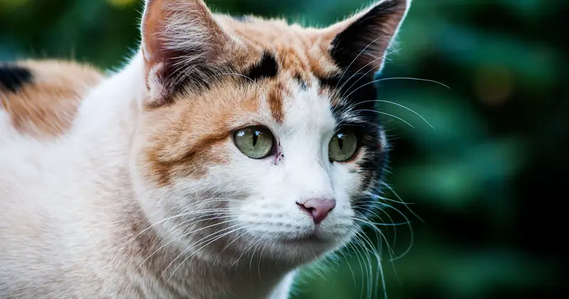 Calm domestic cat representing a Bramblegate care route.