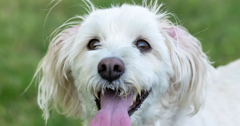 A small dog sitting calmly outdoors on a neutral background.