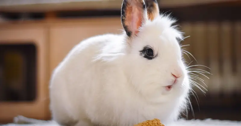A small rabbit sitting calmly on a neutral background.