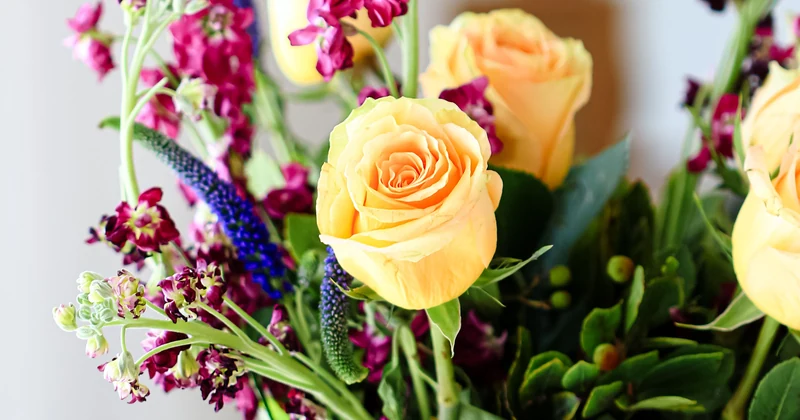 Close-up of peach garden roses.