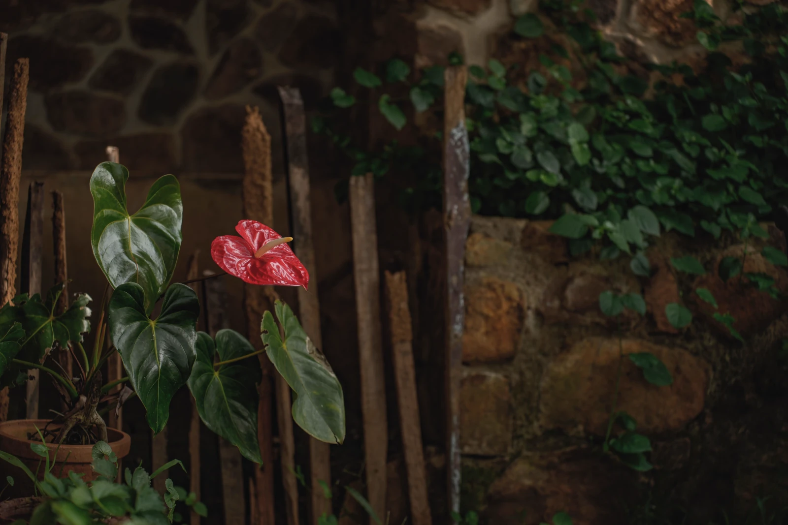 Seasonal flowers and layered planting in a garden border.