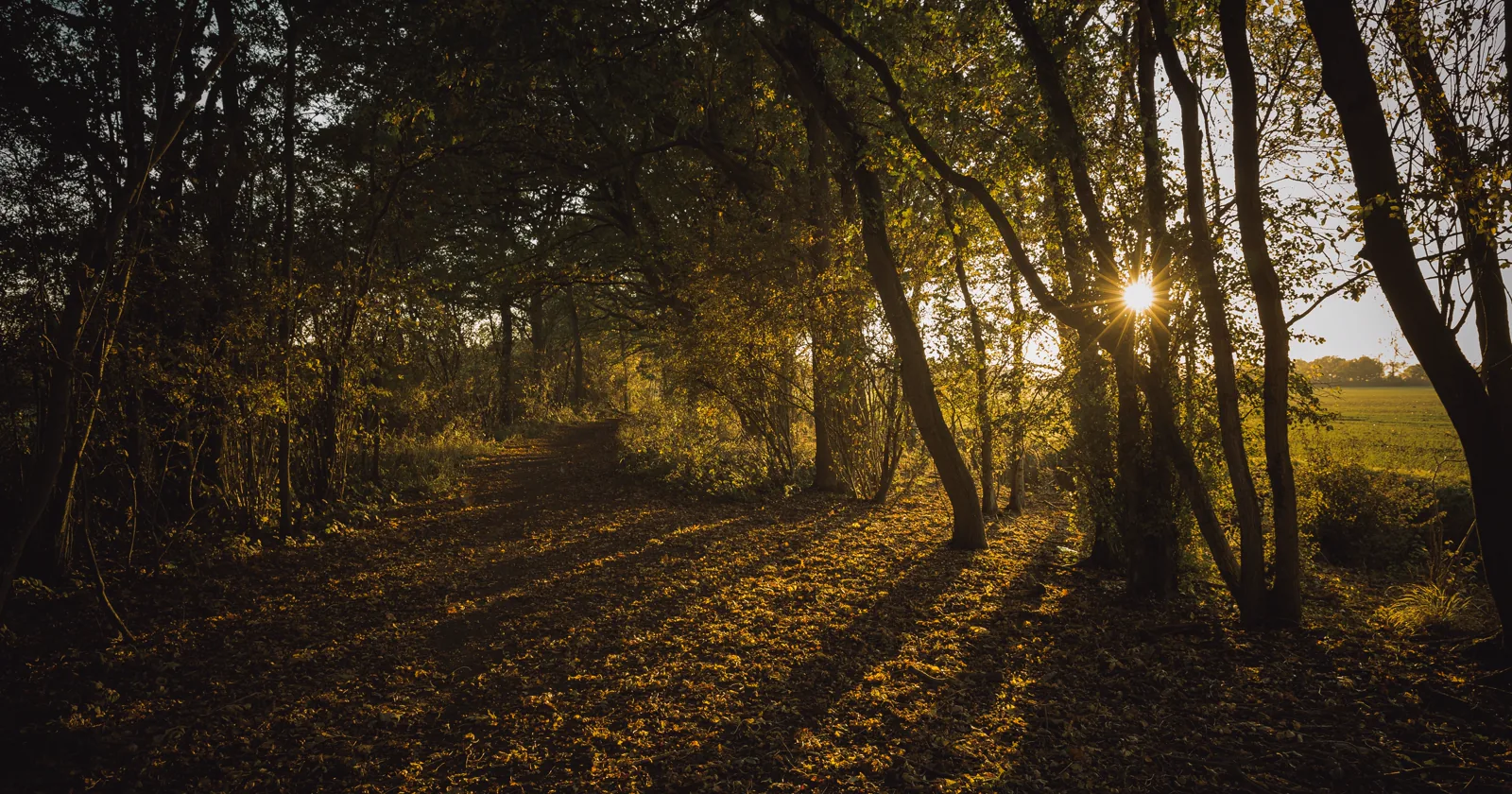 Sunlit woodland with amber leaves.