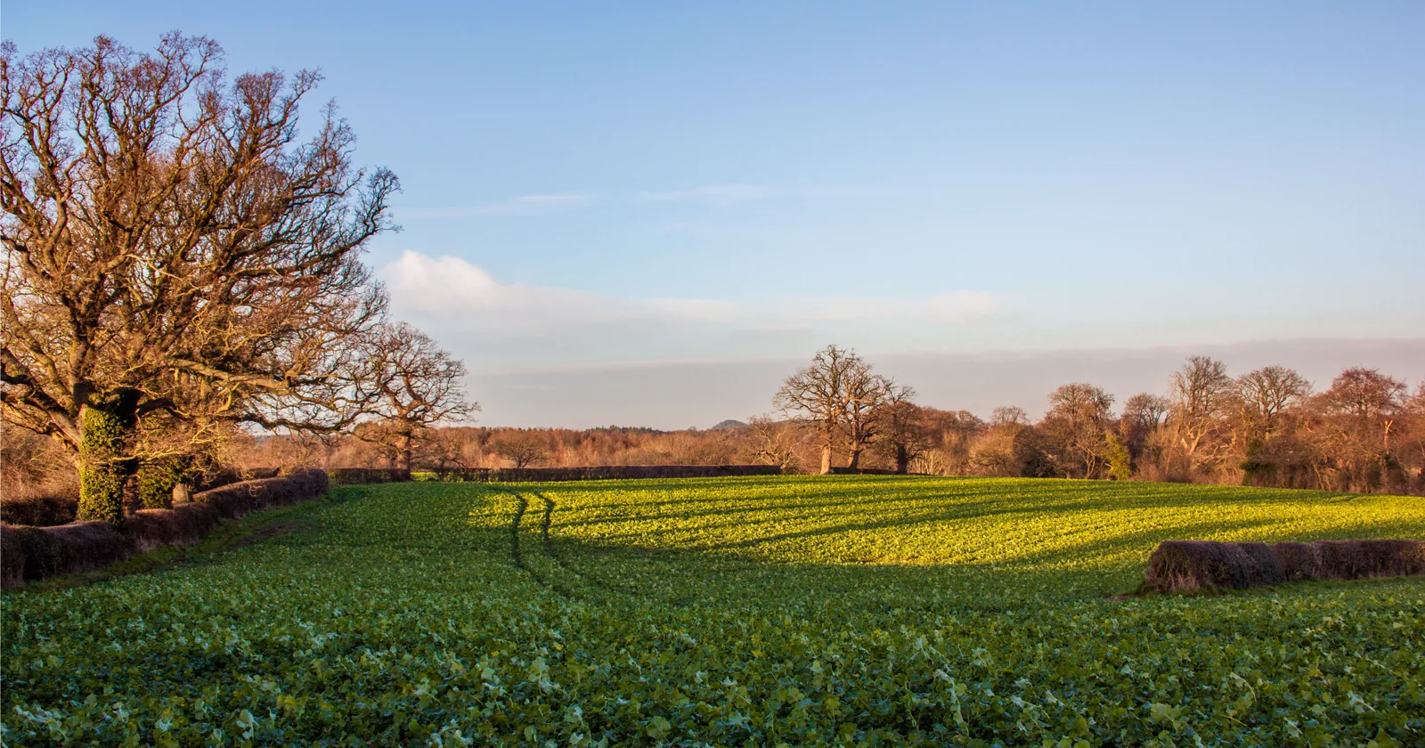 Open English countryside field and hedgerow.